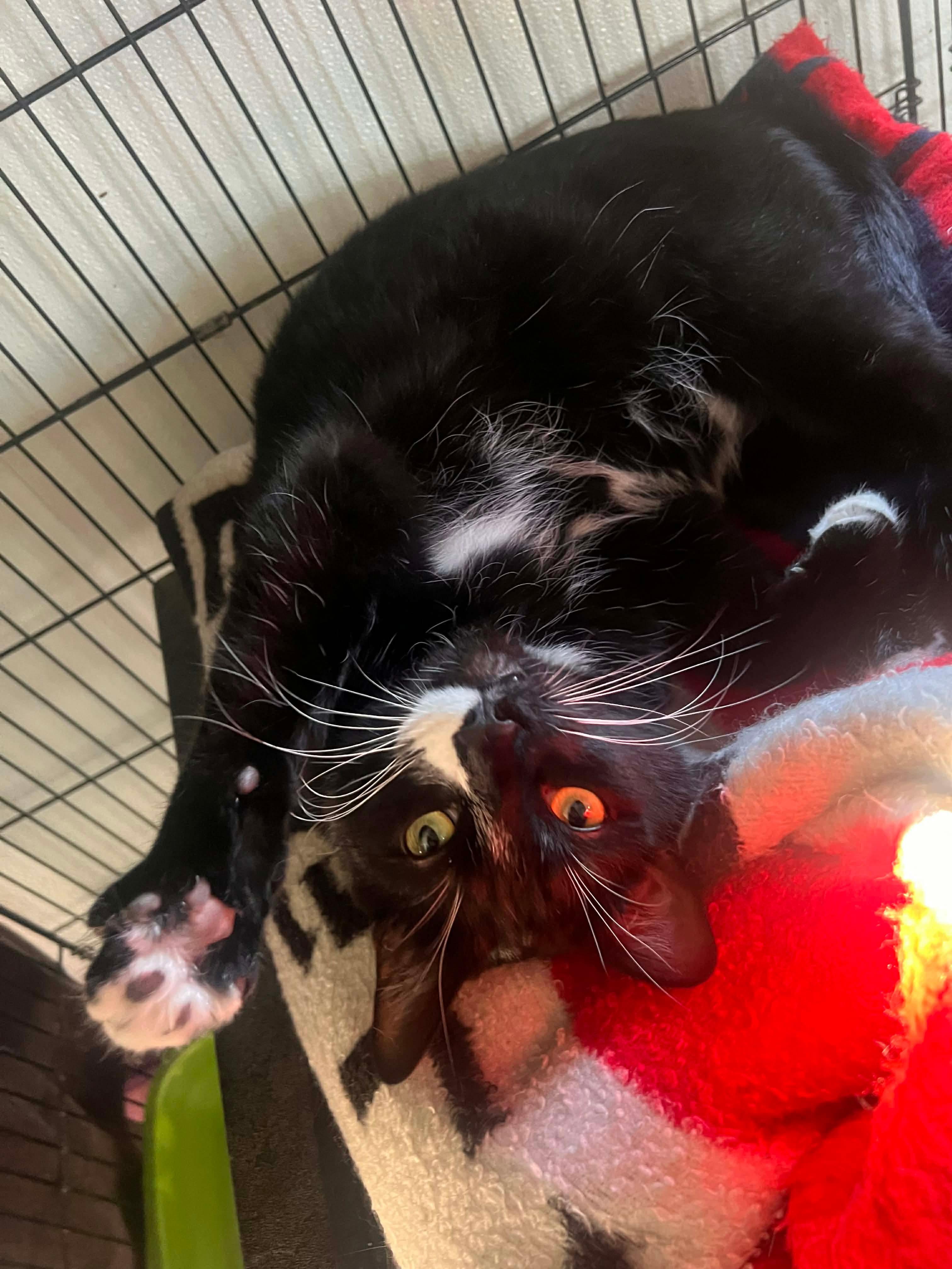 Enlarge Ben & Jerry, a Adoptable Domestic Short Hair in Acushnet, MA image 5/6