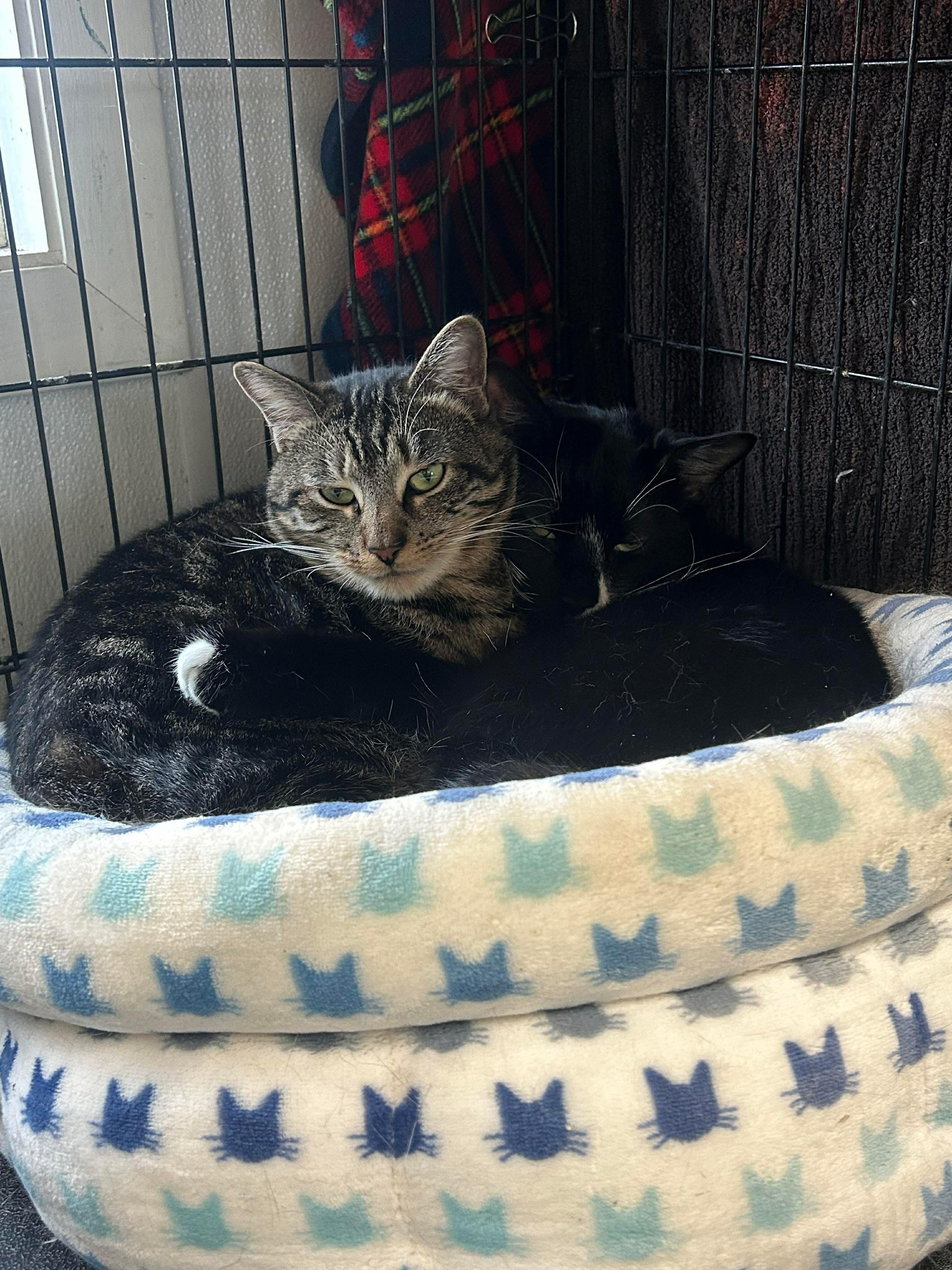 Enlarge Ben & Jerry, a Adoptable Domestic Short Hair in Acushnet, MA image 1/6