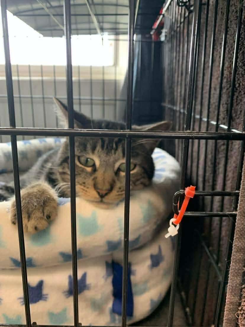 Enlarge Ben & Jerry, a Adoptable Domestic Short Hair in Acushnet, MA image 4/6