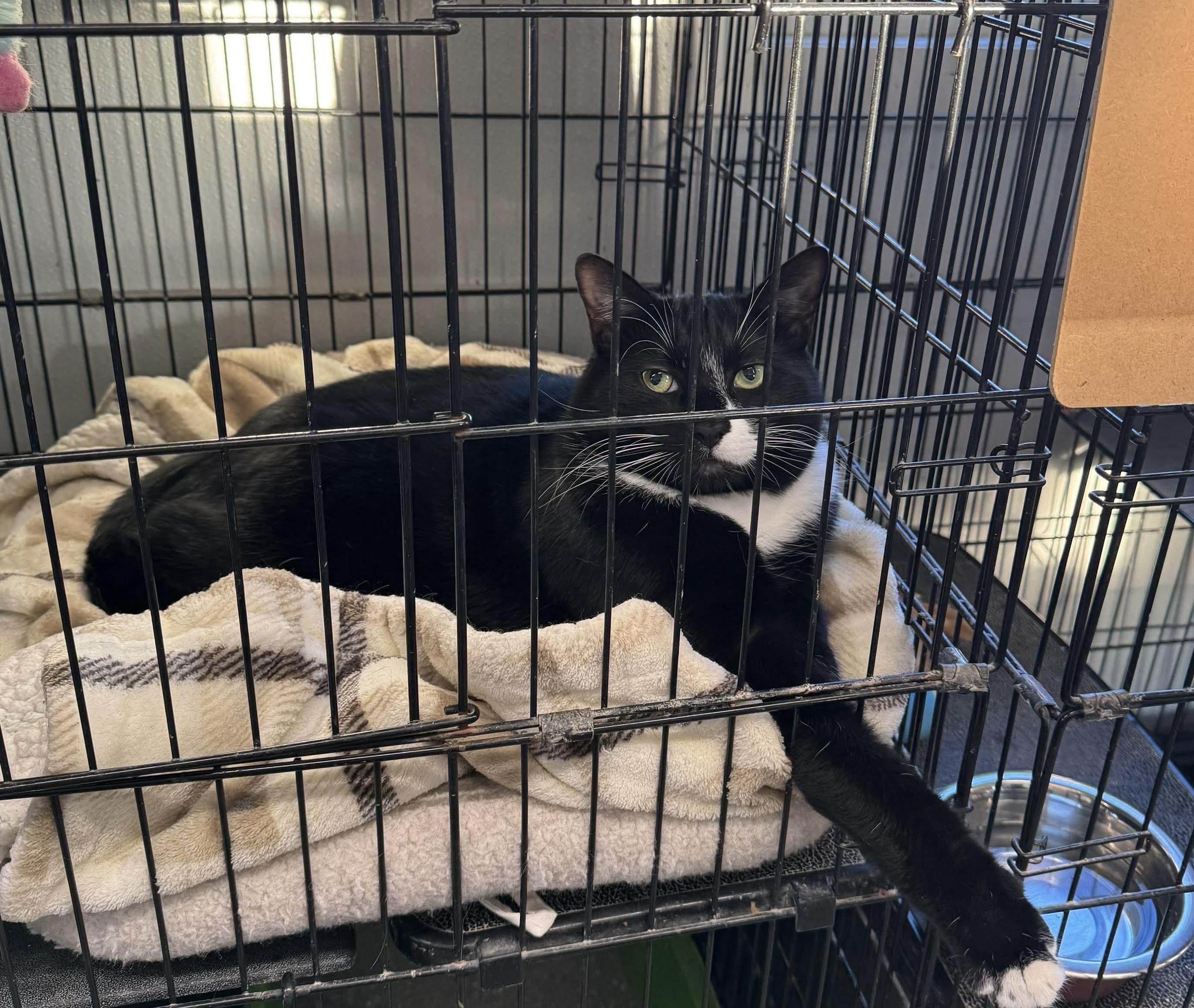Ben & Jerry, a Adoptable Domestic Short Hair in Acushnet, MA image 5/6