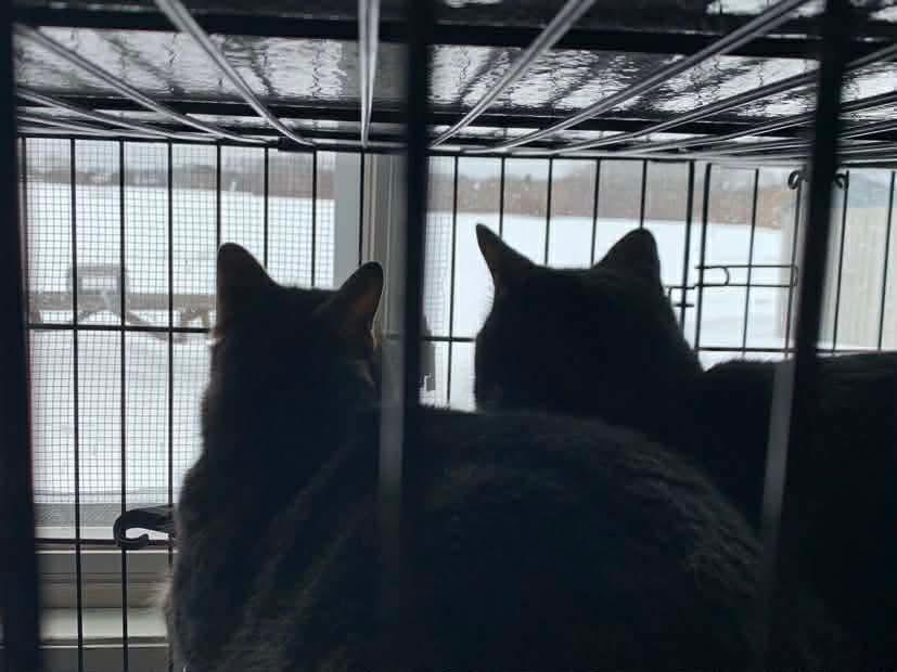 Enlarge Ben & Jerry, a Adoptable Domestic Short Hair in Acushnet, MA image 2/6