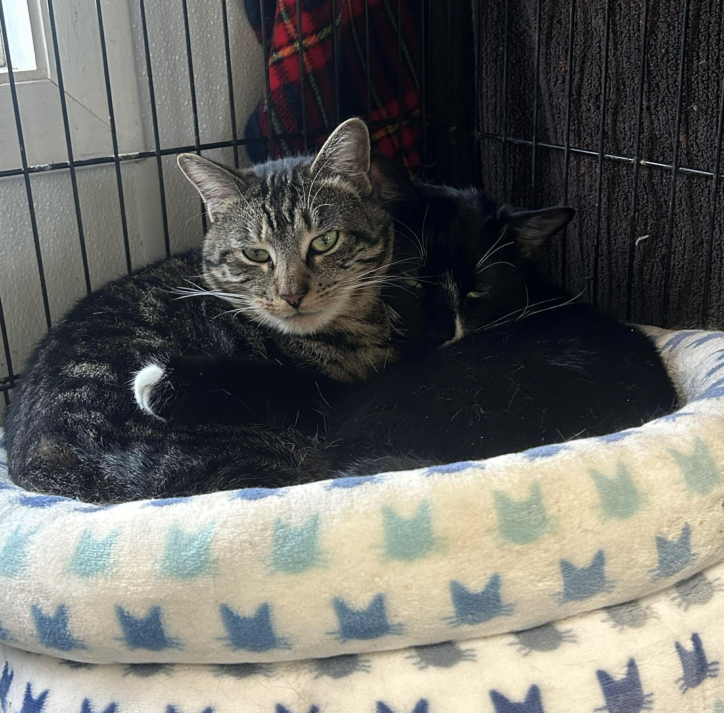 Ben & Jerry, a Adoptable Domestic Short Hair in Acushnet, MA image 3/6