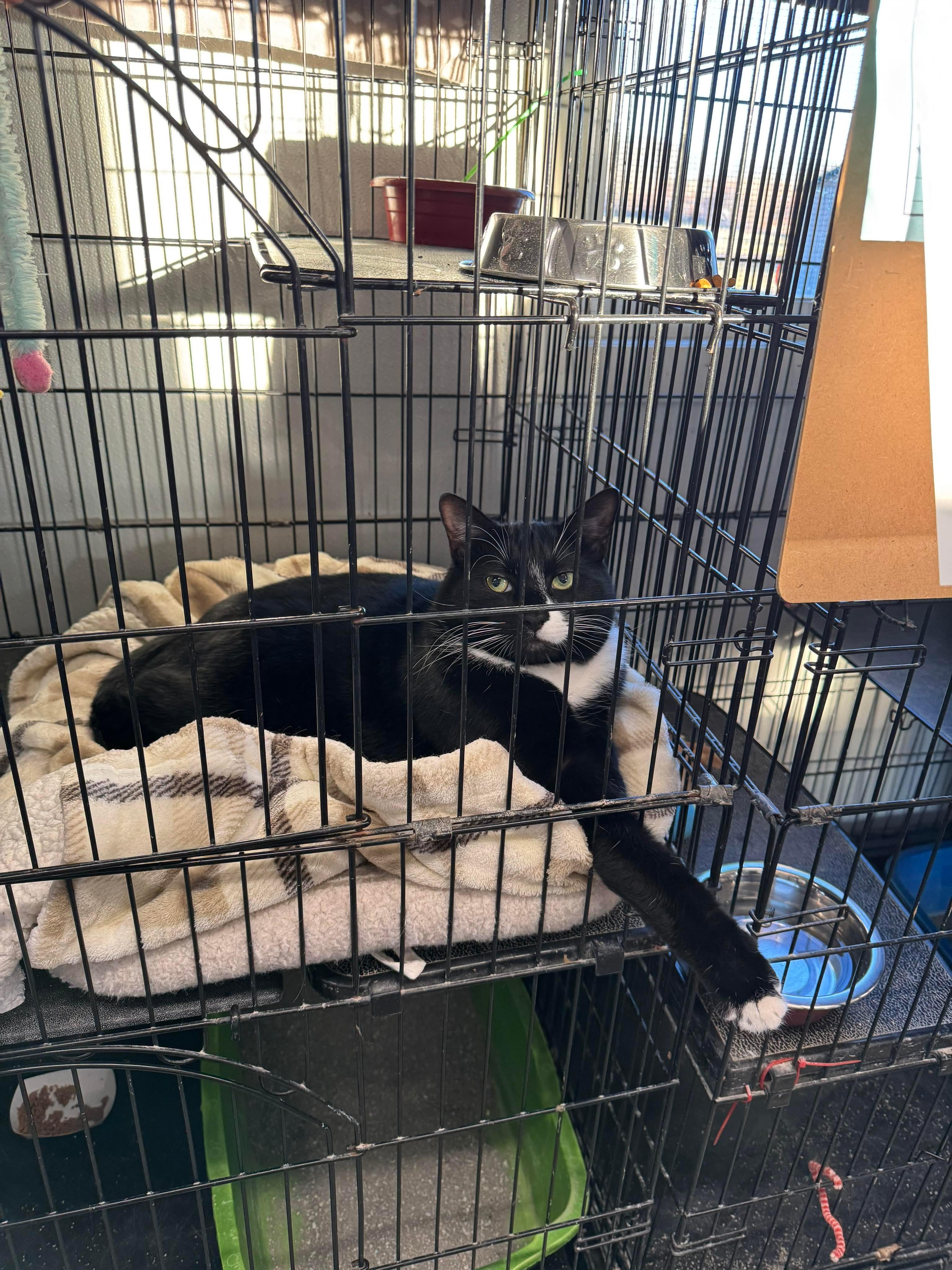 Enlarge Ben & Jerry, a Adoptable Domestic Short Hair in Acushnet, MA image 6/6