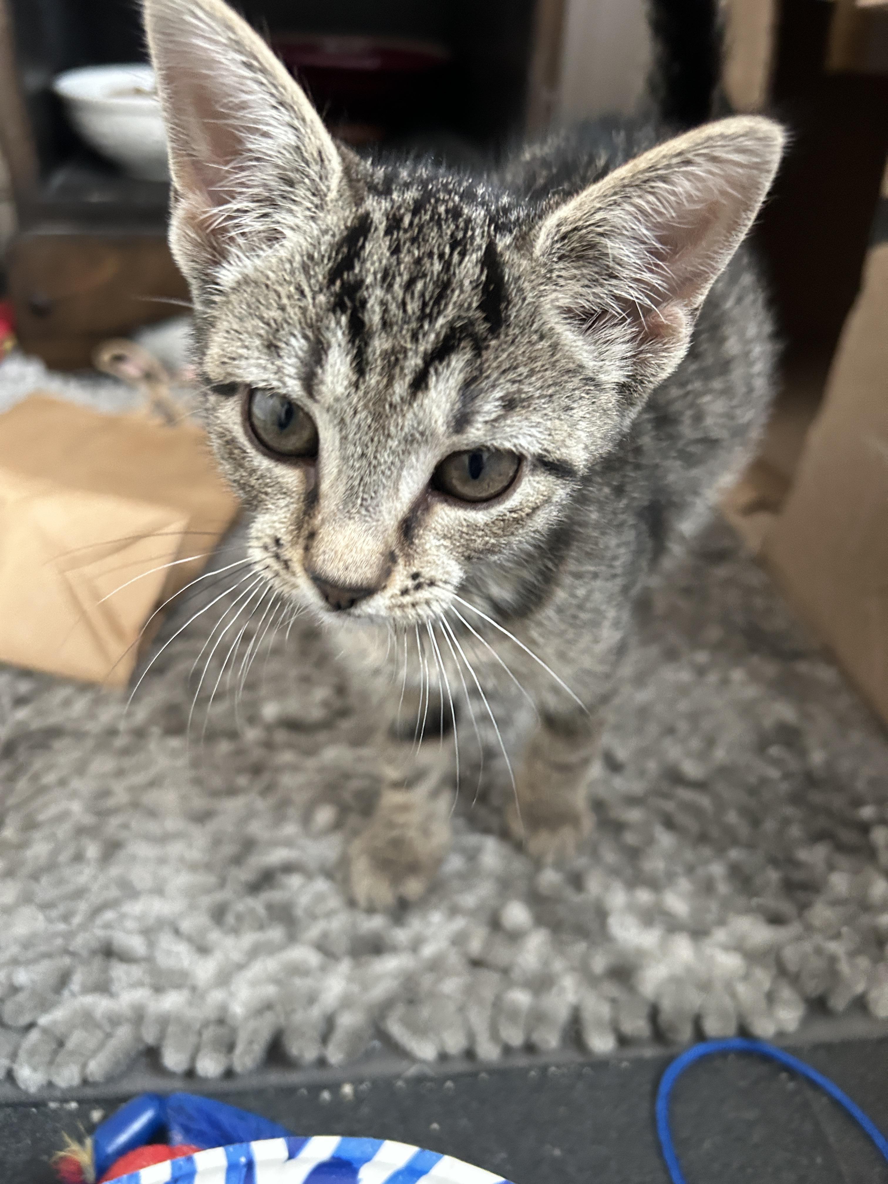 Libra, Adopted, Kitten Female Domestic Short Hair.