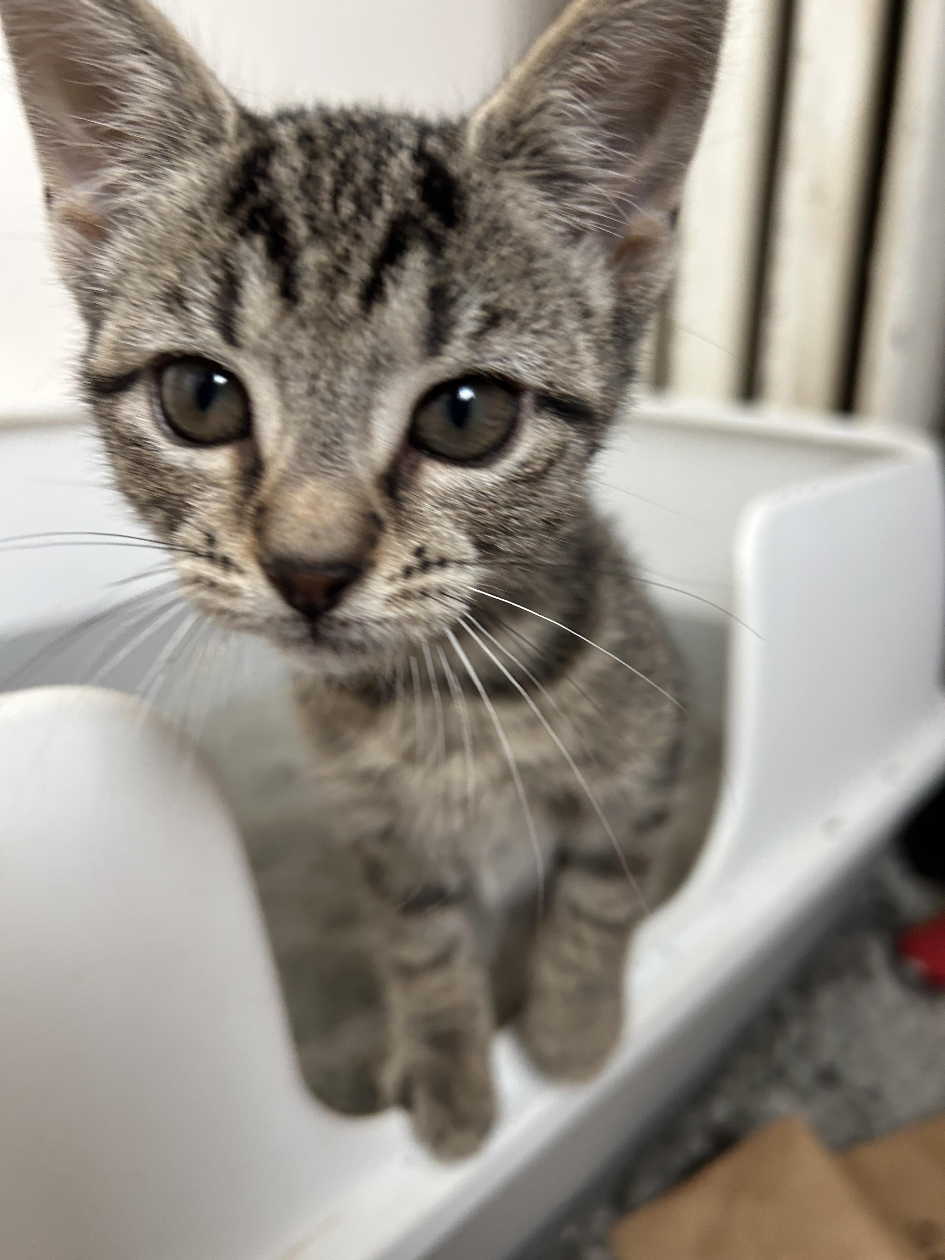 Libra, a Adopted Domestic Short Hair in Havertown, PA image 2/4