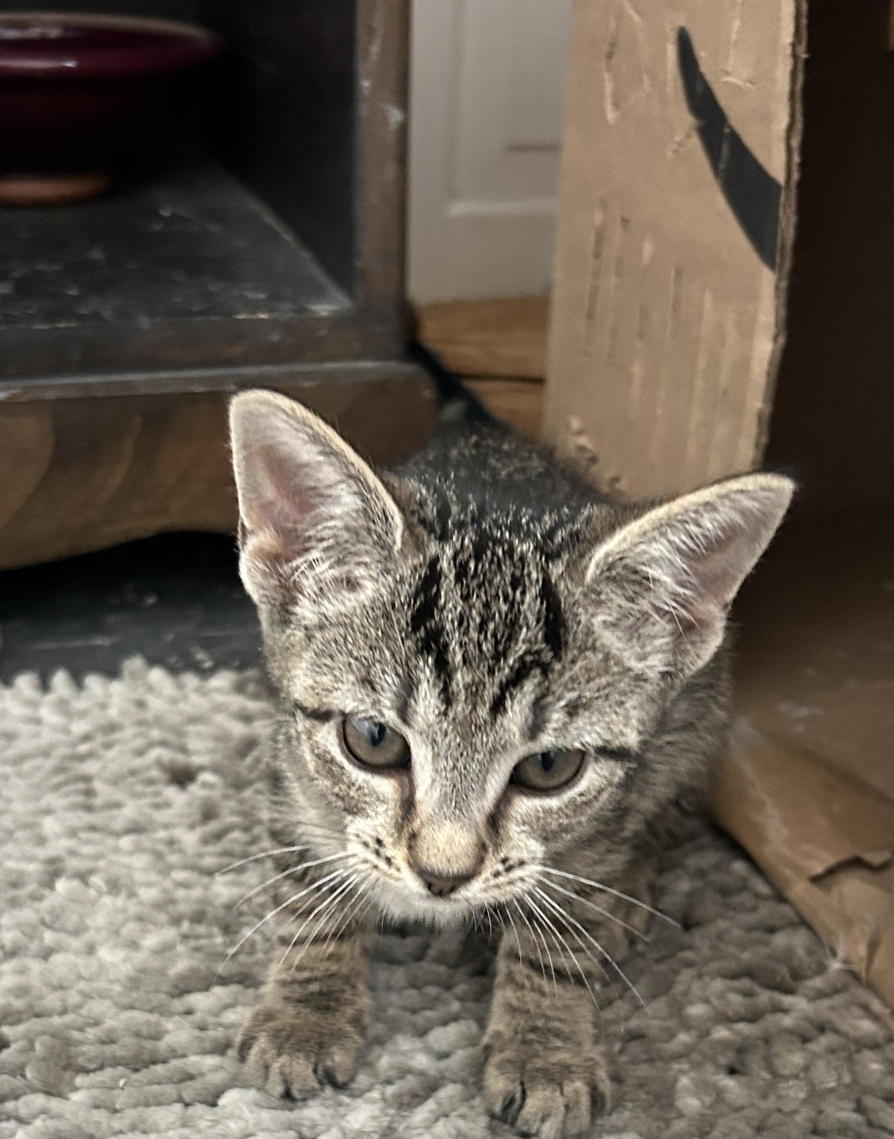 Libra, a Adopted Domestic Short Hair in Havertown, PA image 3/4