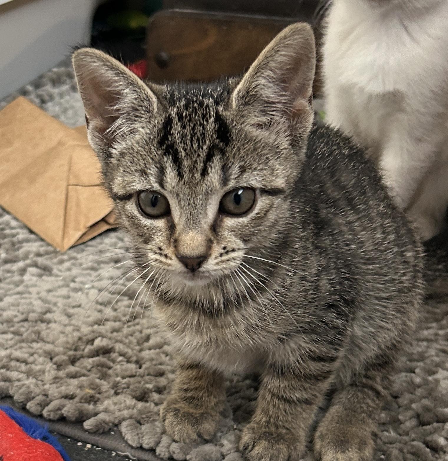 Libra, a Adopted Domestic Short Hair in Havertown, PA image 4/4
