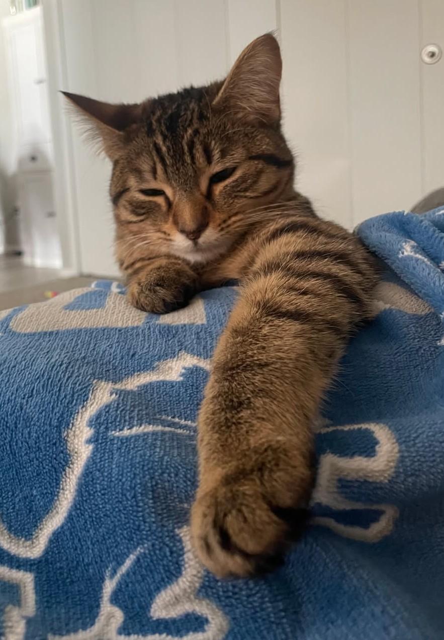 Ooglie, ADOPTABLE, Kitten Female Tabby.