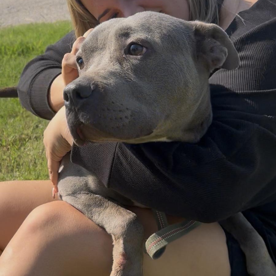 Enlarge Remi, a ADOPTABLE mixed breed in Merit, TX image 4/4