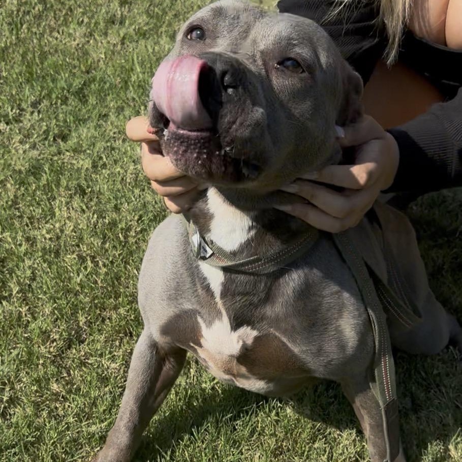Enlarge Remi, a ADOPTABLE mixed breed in Merit, TX image 3/4