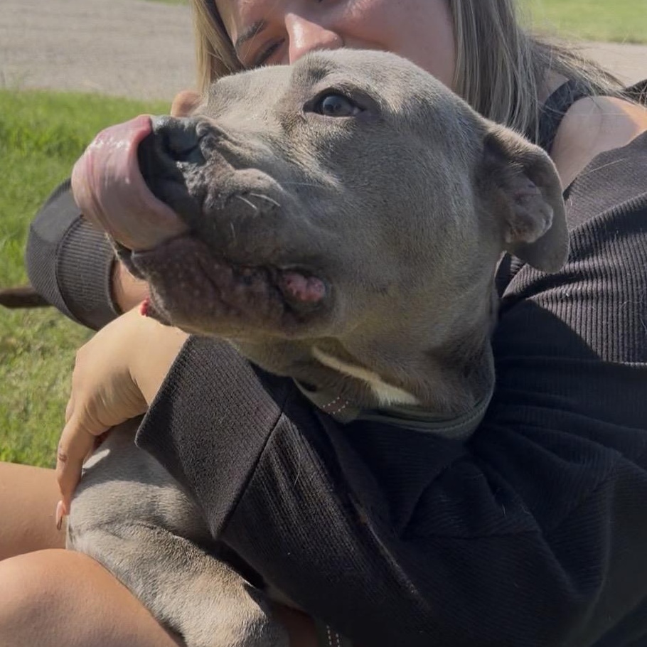 Enlarge Remi, a ADOPTABLE mixed breed in Merit, TX image 2/4