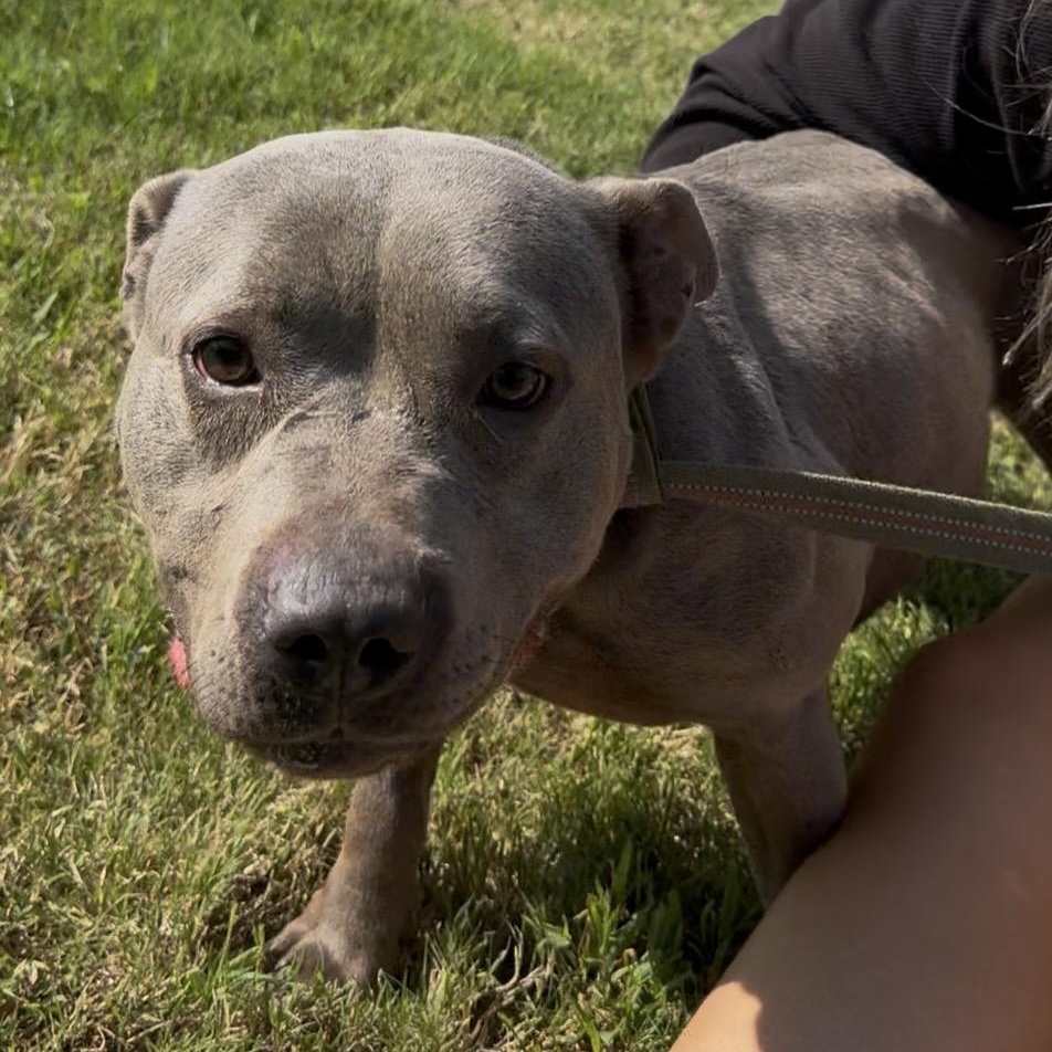 Remi, ADOPTABLE, Adult Female American Bully & Pit Bull Terrier.