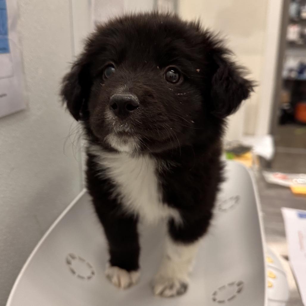 Ryder, Adoptable, Puppy Male Mixed Breed.