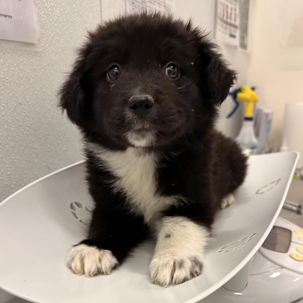Enlarge Ryder, a Adoptable Mixed Breed in Park City, UT image 2/2