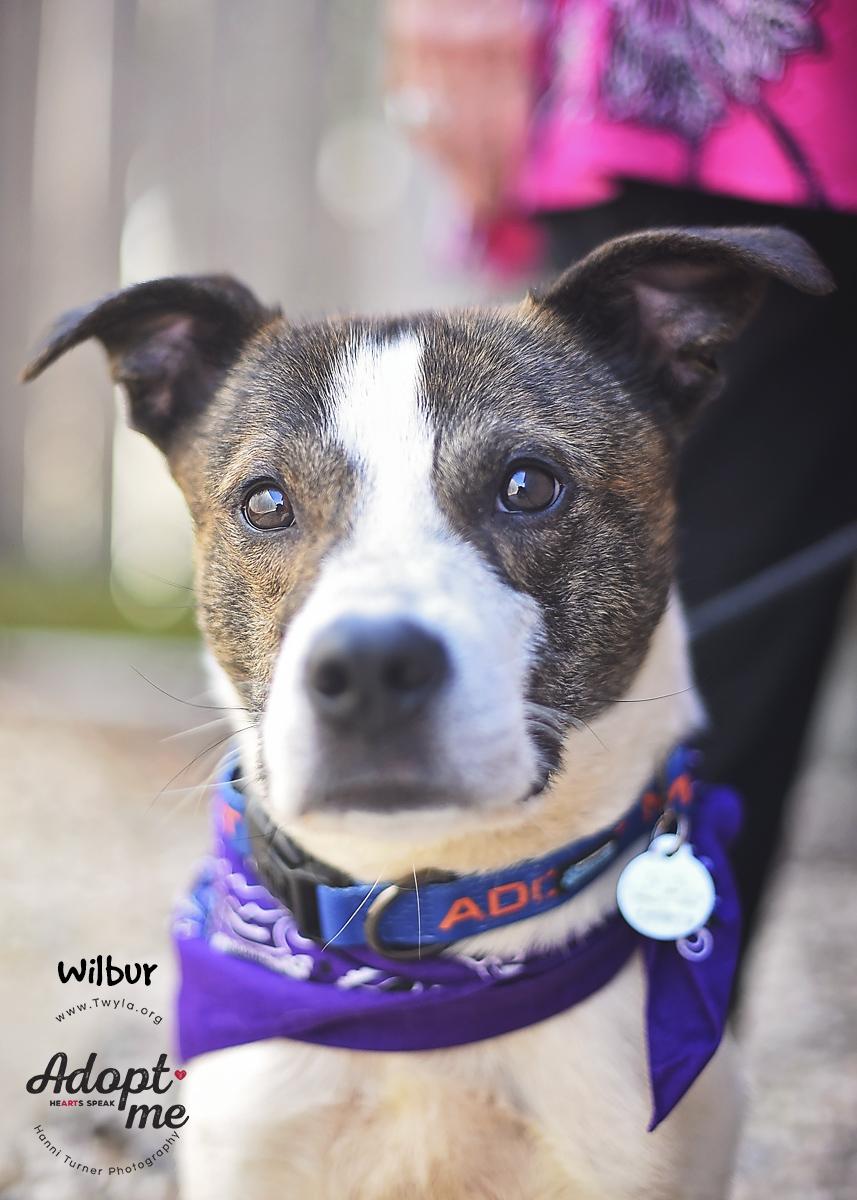 Enlarge Wilbur, a ADOPTABLE mixed breed in Kingwood, TX image 1/6