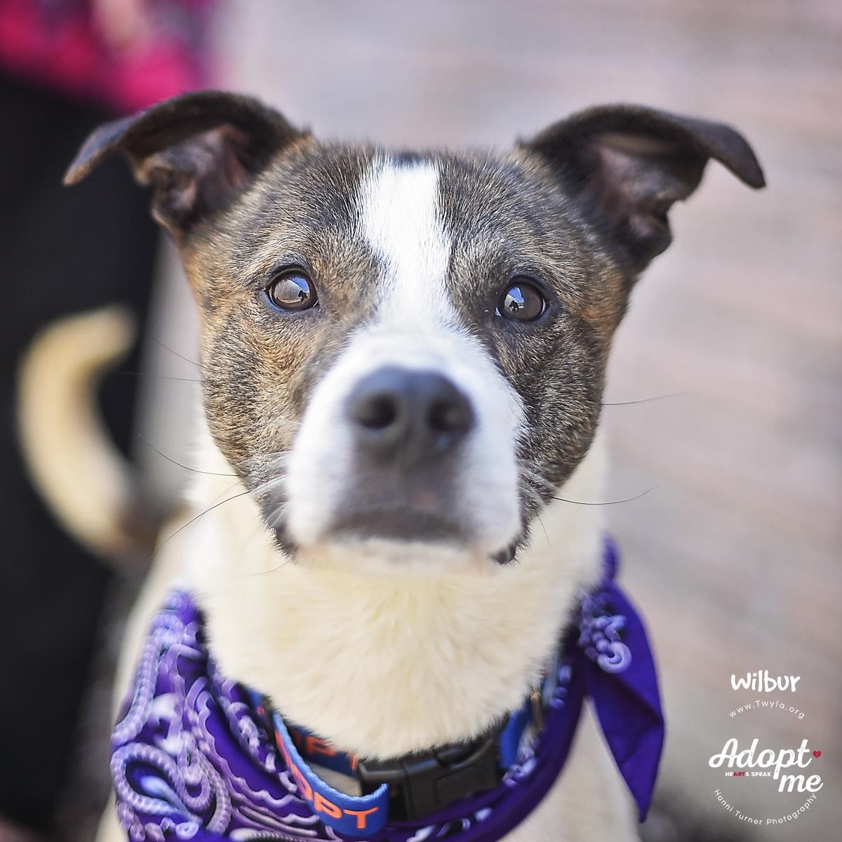 Enlarge Wilbur, a ADOPTABLE mixed breed in Kingwood, TX image 5/6