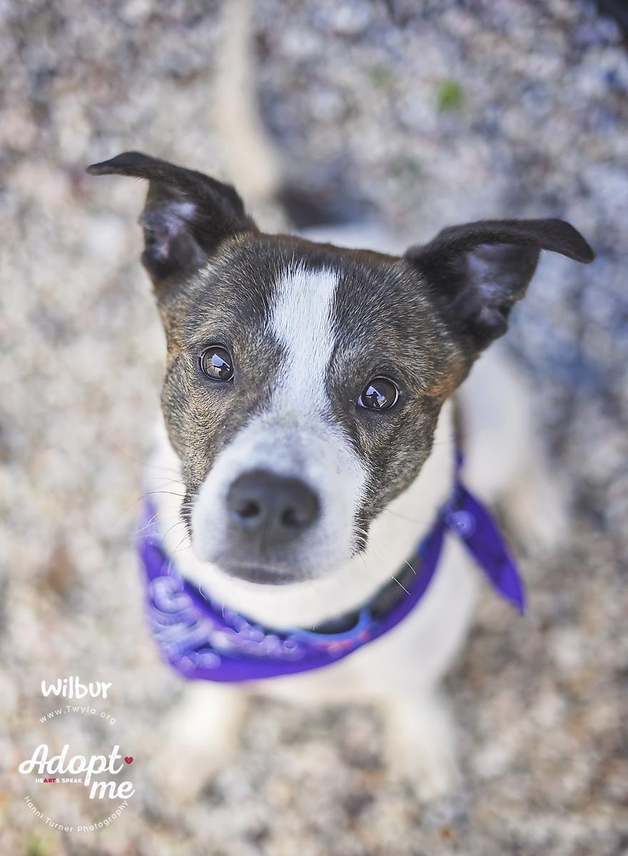 Enlarge Wilbur, a ADOPTABLE mixed breed in Kingwood, TX image 3/6