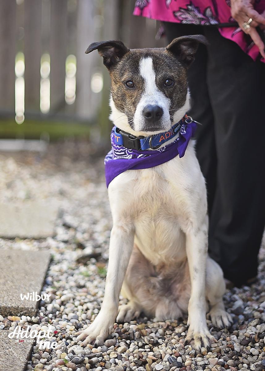 Enlarge Wilbur, a ADOPTABLE mixed breed in Kingwood, TX image 6/6