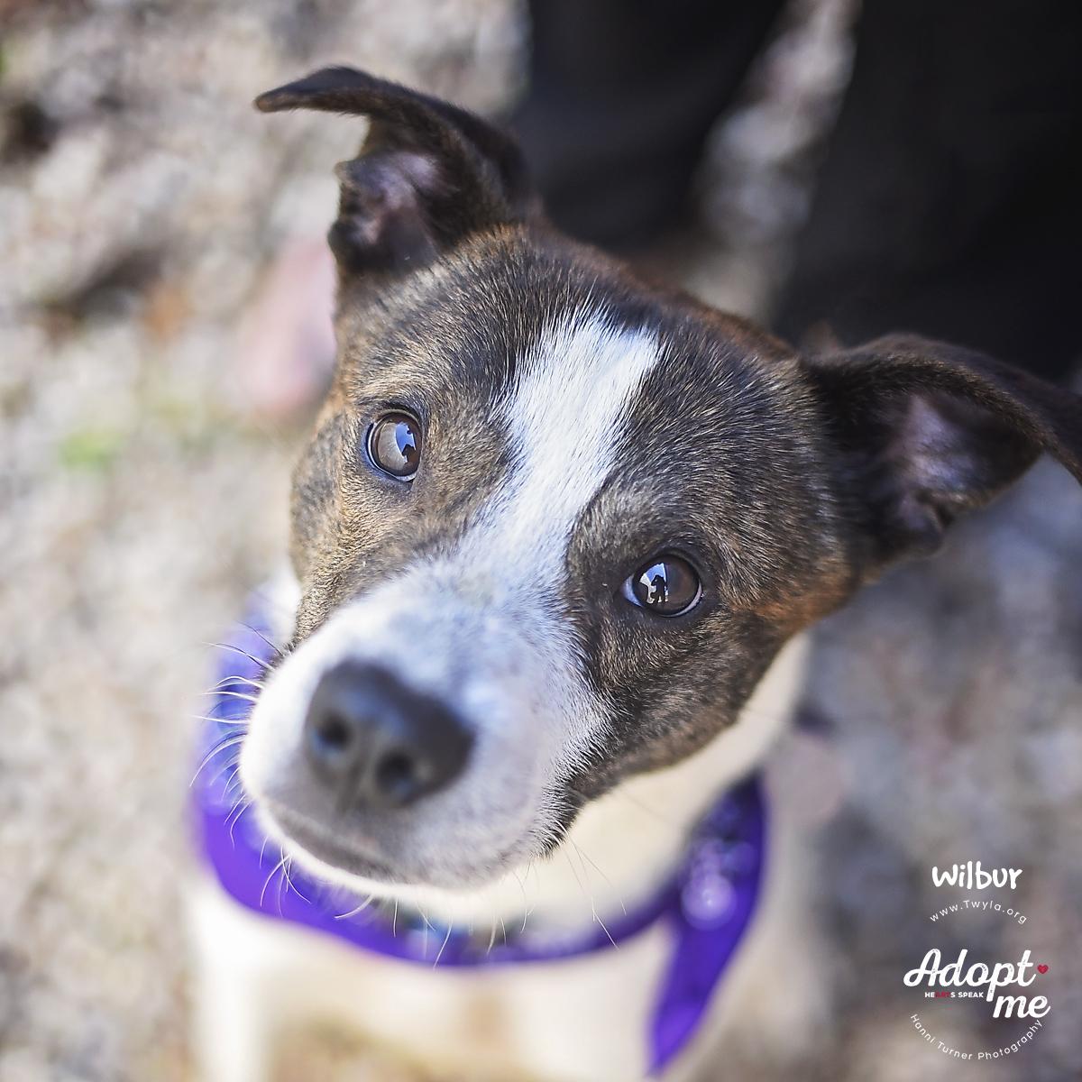 Enlarge Wilbur, a ADOPTABLE mixed breed in Kingwood, TX image 4/6