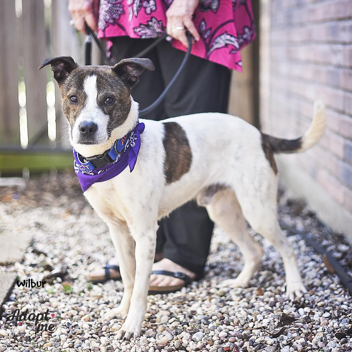 Enlarge Wilbur, a ADOPTABLE mixed breed in Kingwood, TX image 2/6