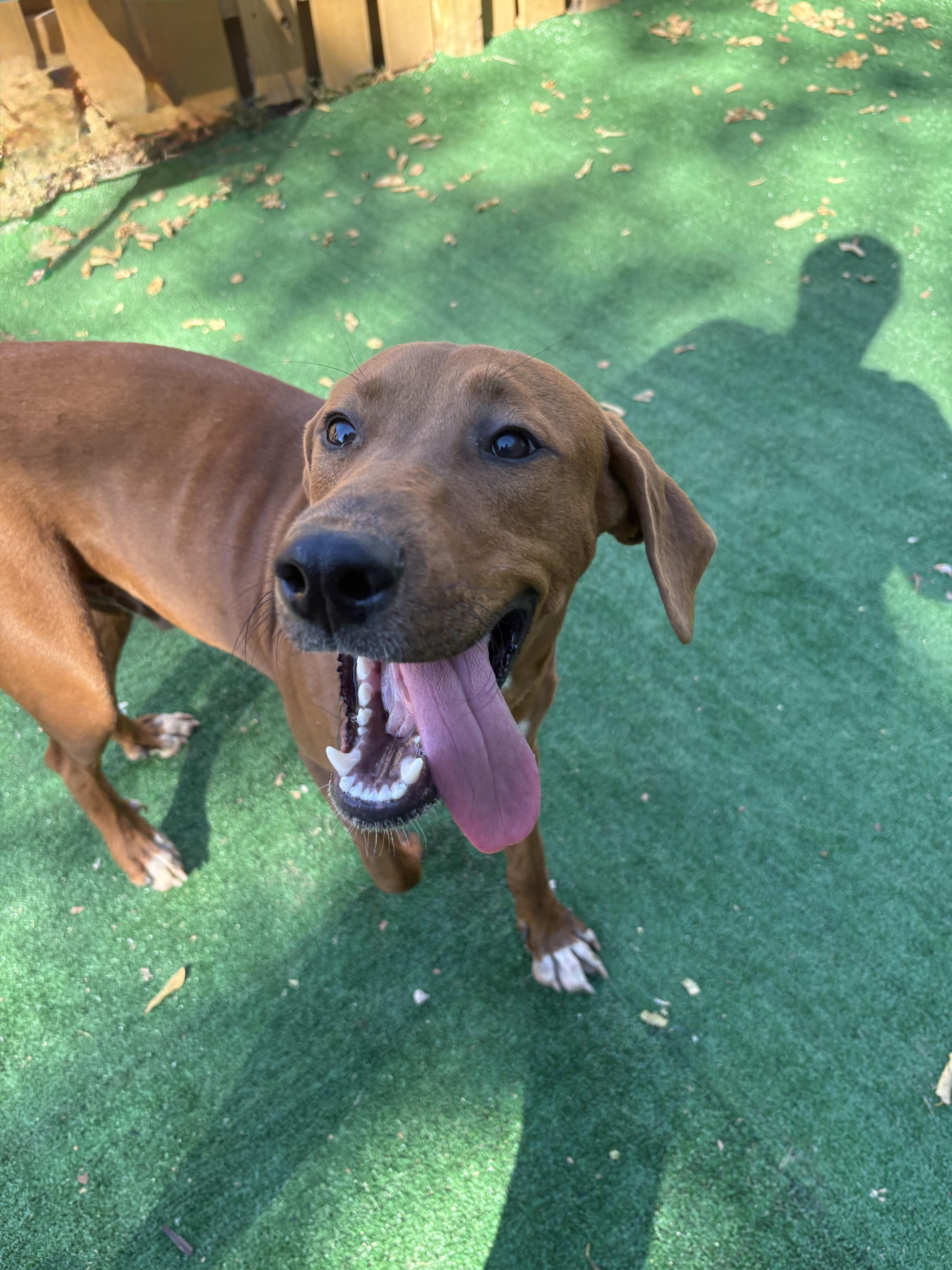 Rex - Adopted | Petfinder