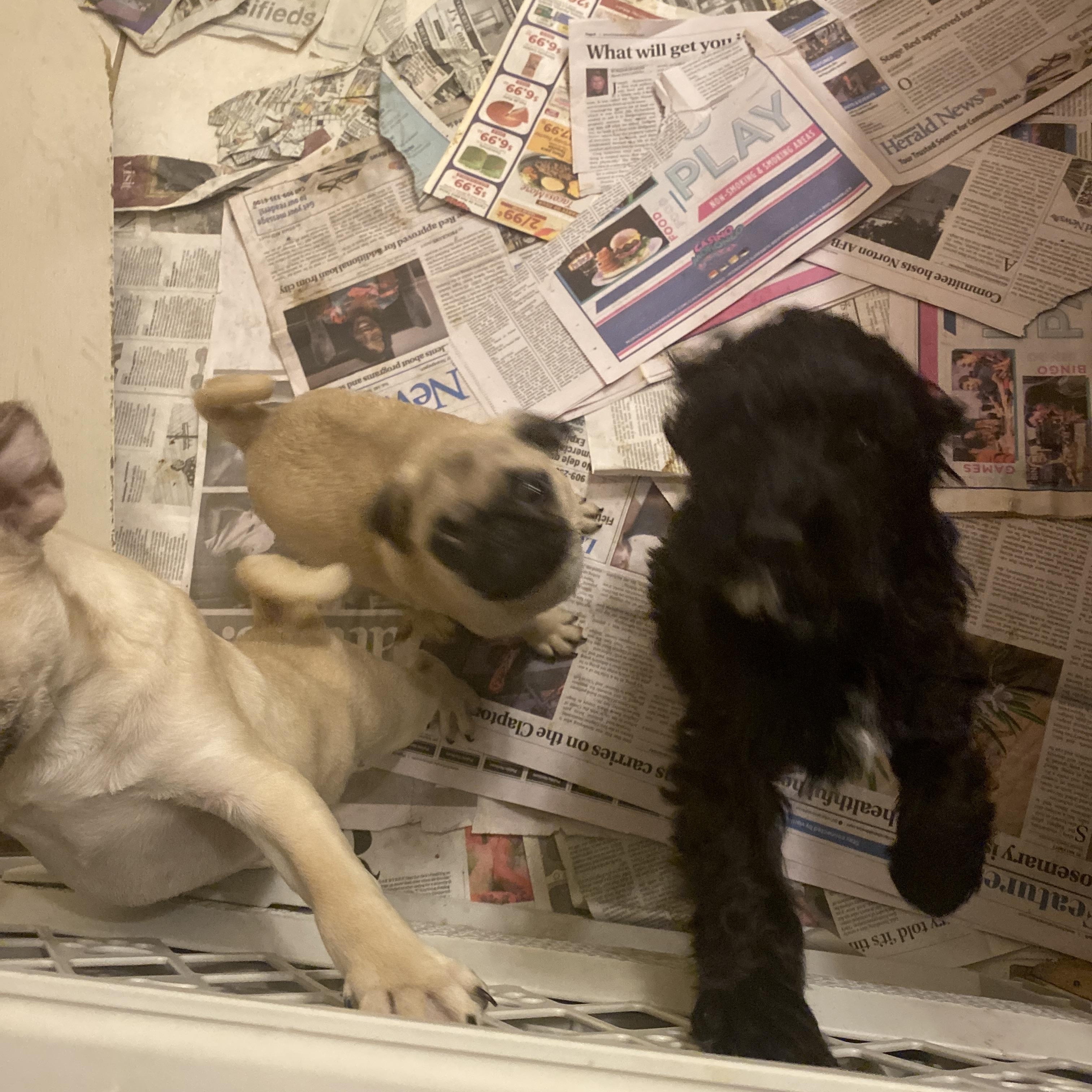 Garret, an adopted mixed breed in Moreno Valley, CA image 3/3