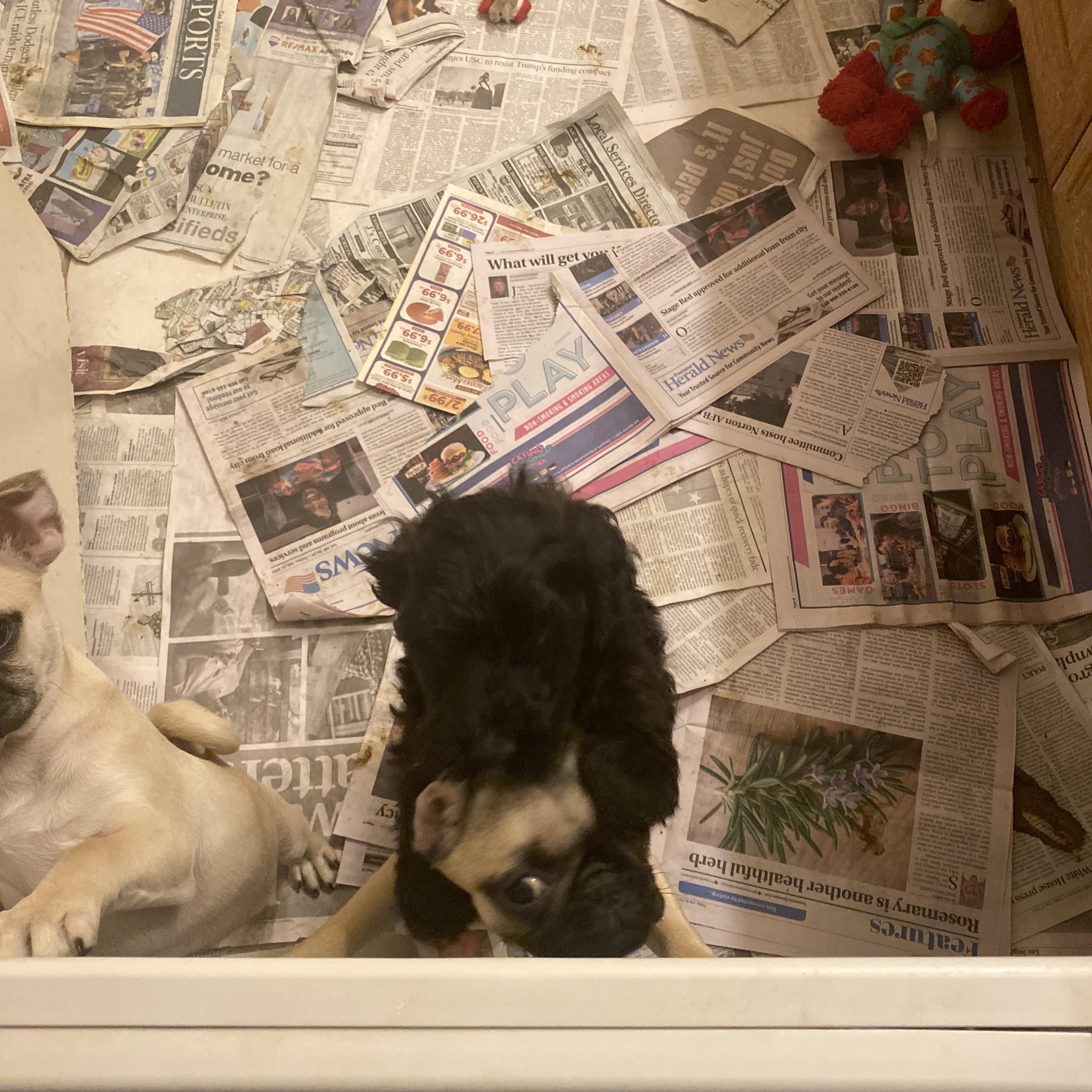 Garret, adopted, Puppy Male Wheaten Terrier & Poodle.