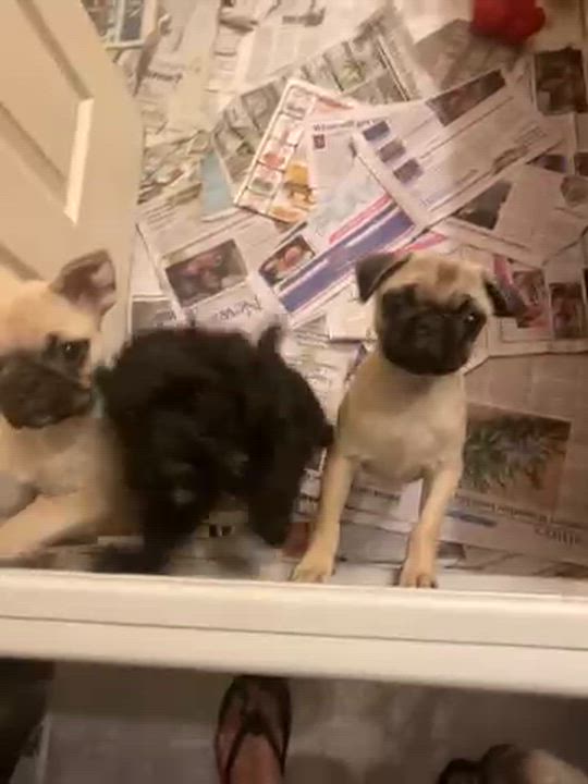 Enlarge Garret, an adopted mixed breed in Moreno Valley, CA video 1/3