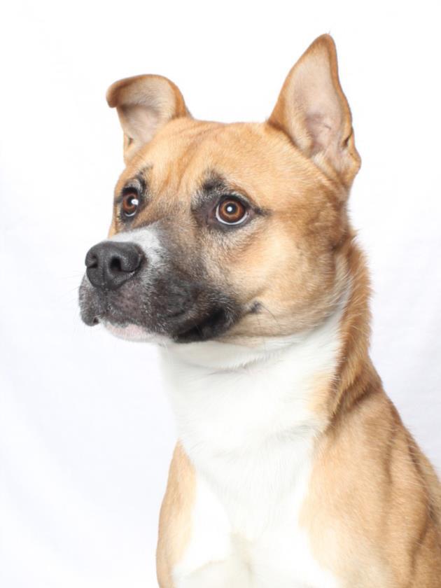 BECK, Adoptable, Young Male Pit Bull Terrier & Jindo.