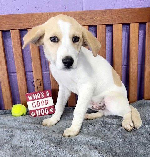 **SNUGGLY**, Adoptable, Puppy Male Beagle & Labrador Retriever.