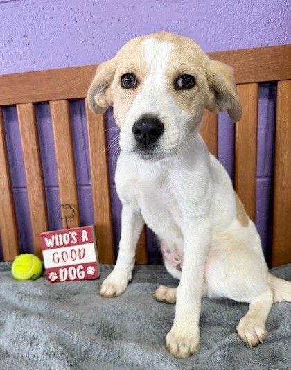 **SNUGGLY**, a Adoptable mixed breed in North Prairie, WI image 2/3