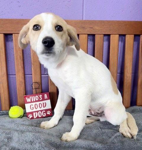 **SNUGGLY**, a Adoptable mixed breed in North Prairie, WI image 3/3