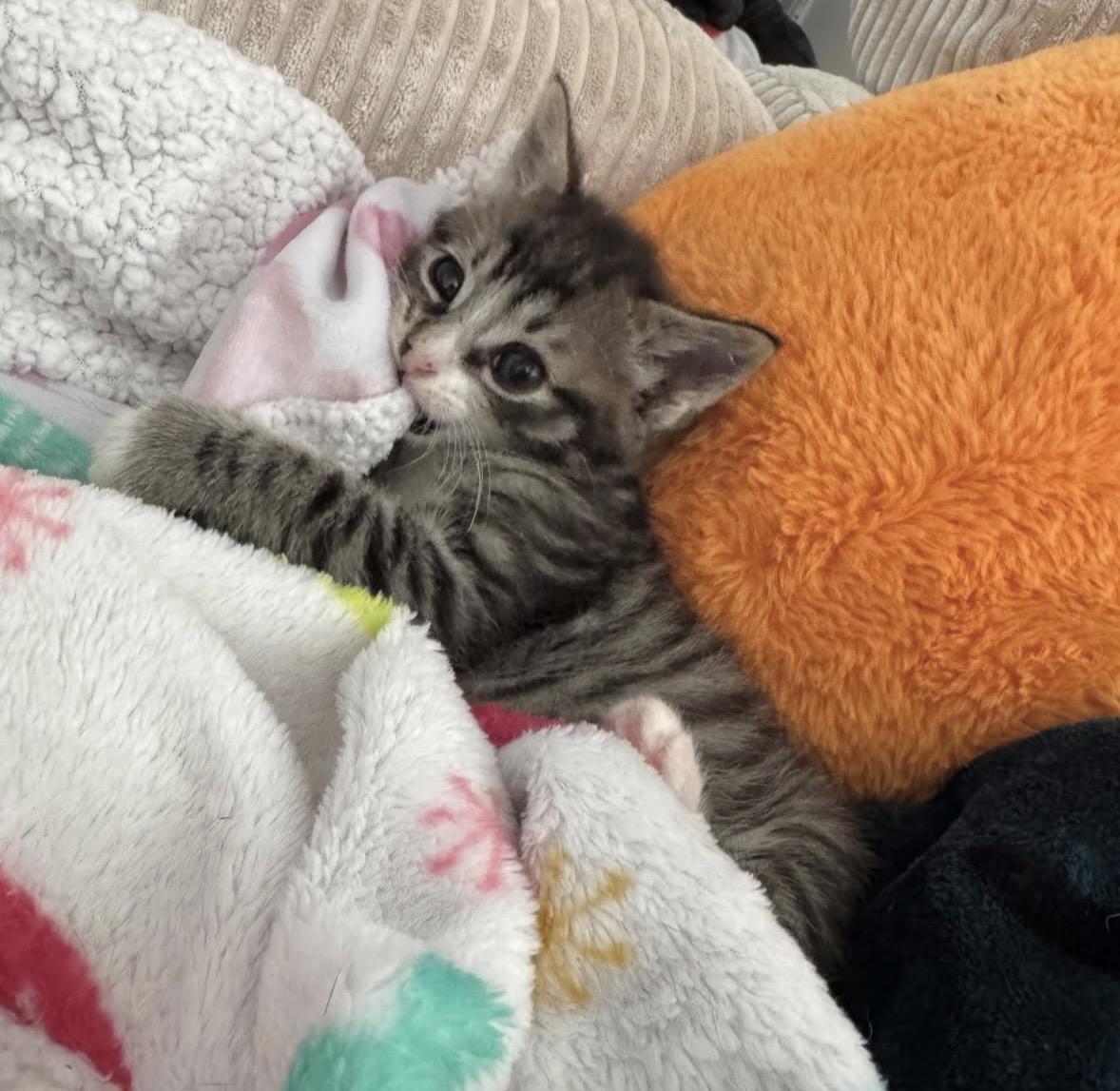 Nemo, an adopted Domestic Short Hair in Ontario, NY image 3/6