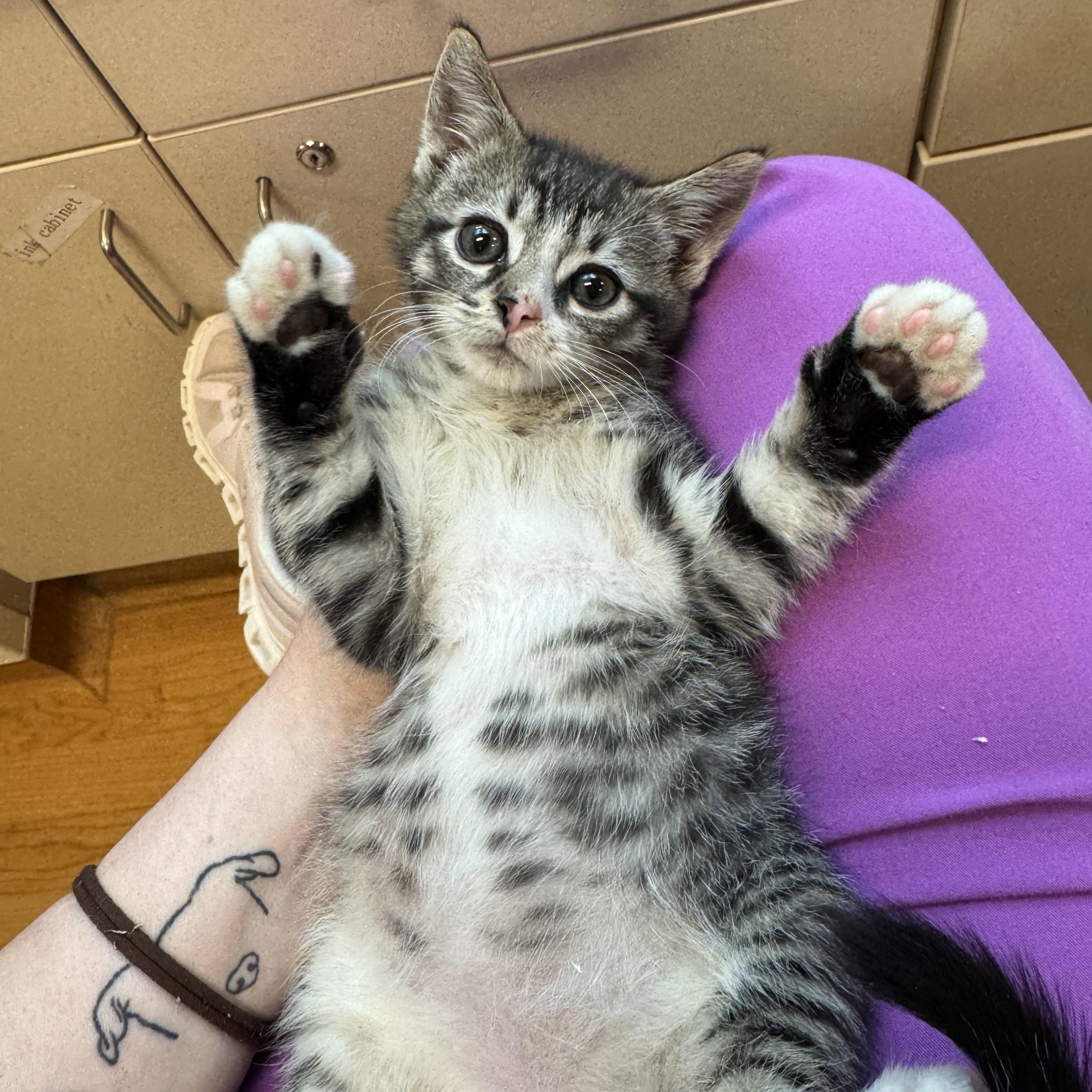Nemo, an adopted Domestic Short Hair in Ontario, NY image 2/6