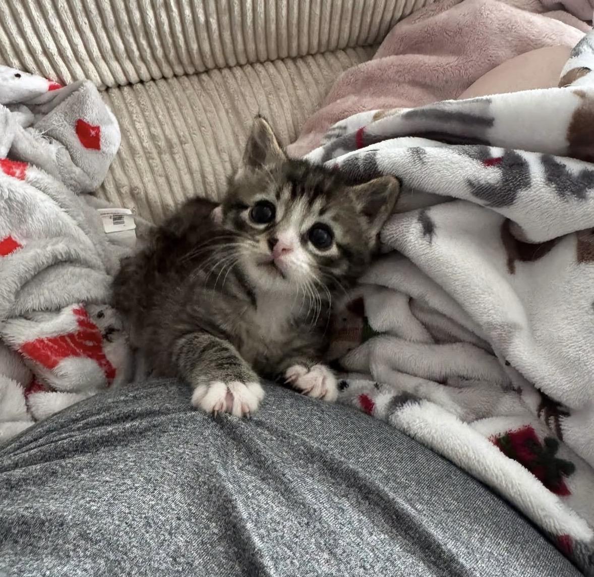 Nemo, an adopted Domestic Short Hair in Ontario, NY image 5/6