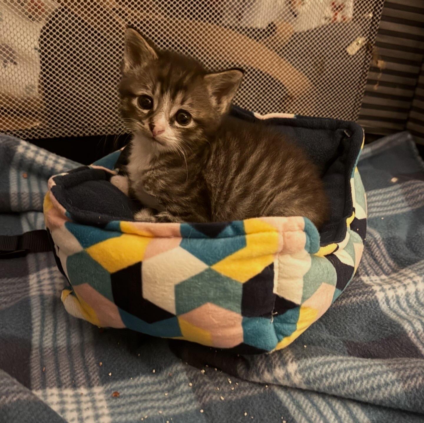 Nemo, an adopted Domestic Short Hair in Ontario, NY image 4/6