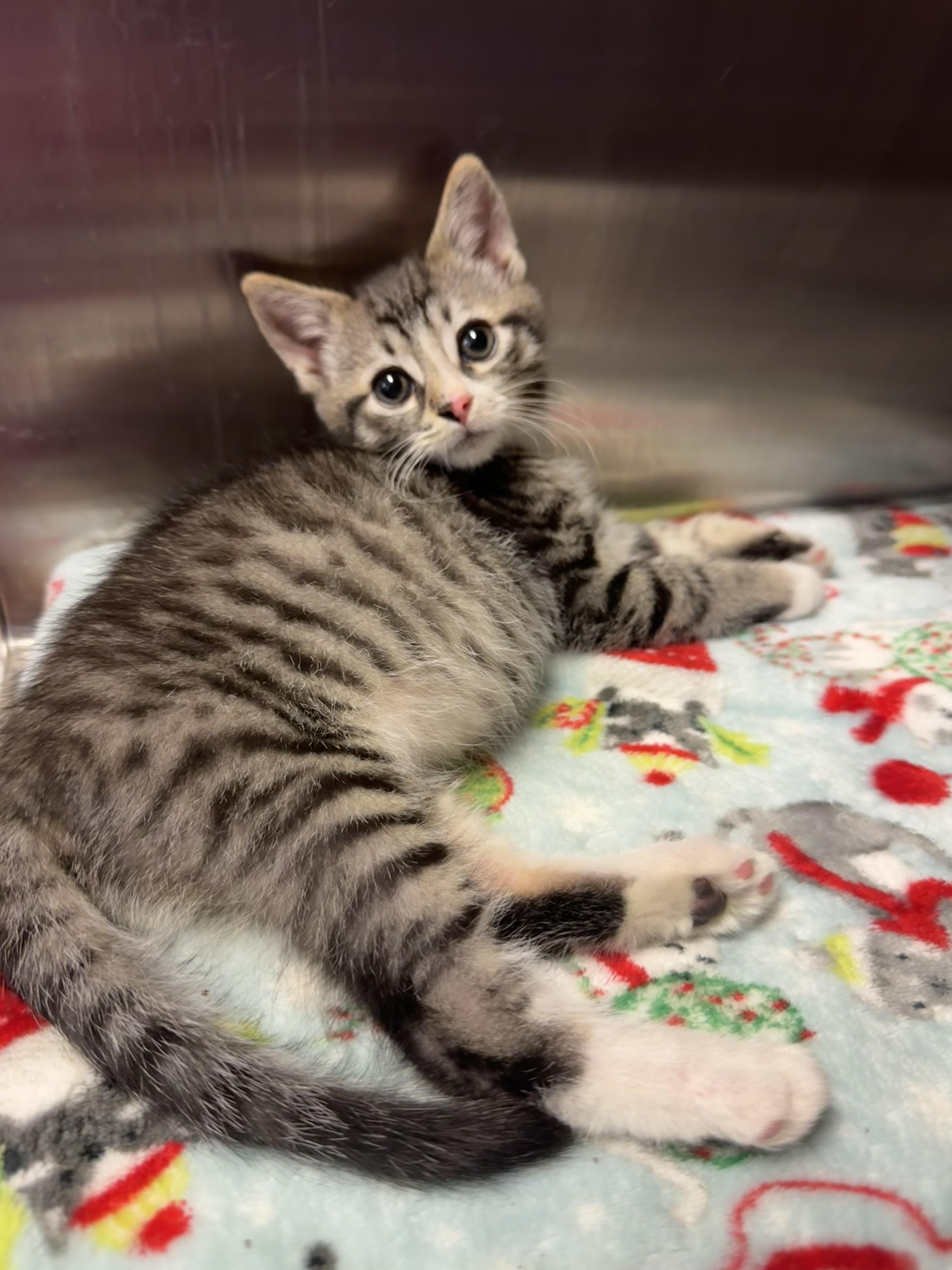 Nemo, an adopted Domestic Short Hair in Ontario, NY image 6/6