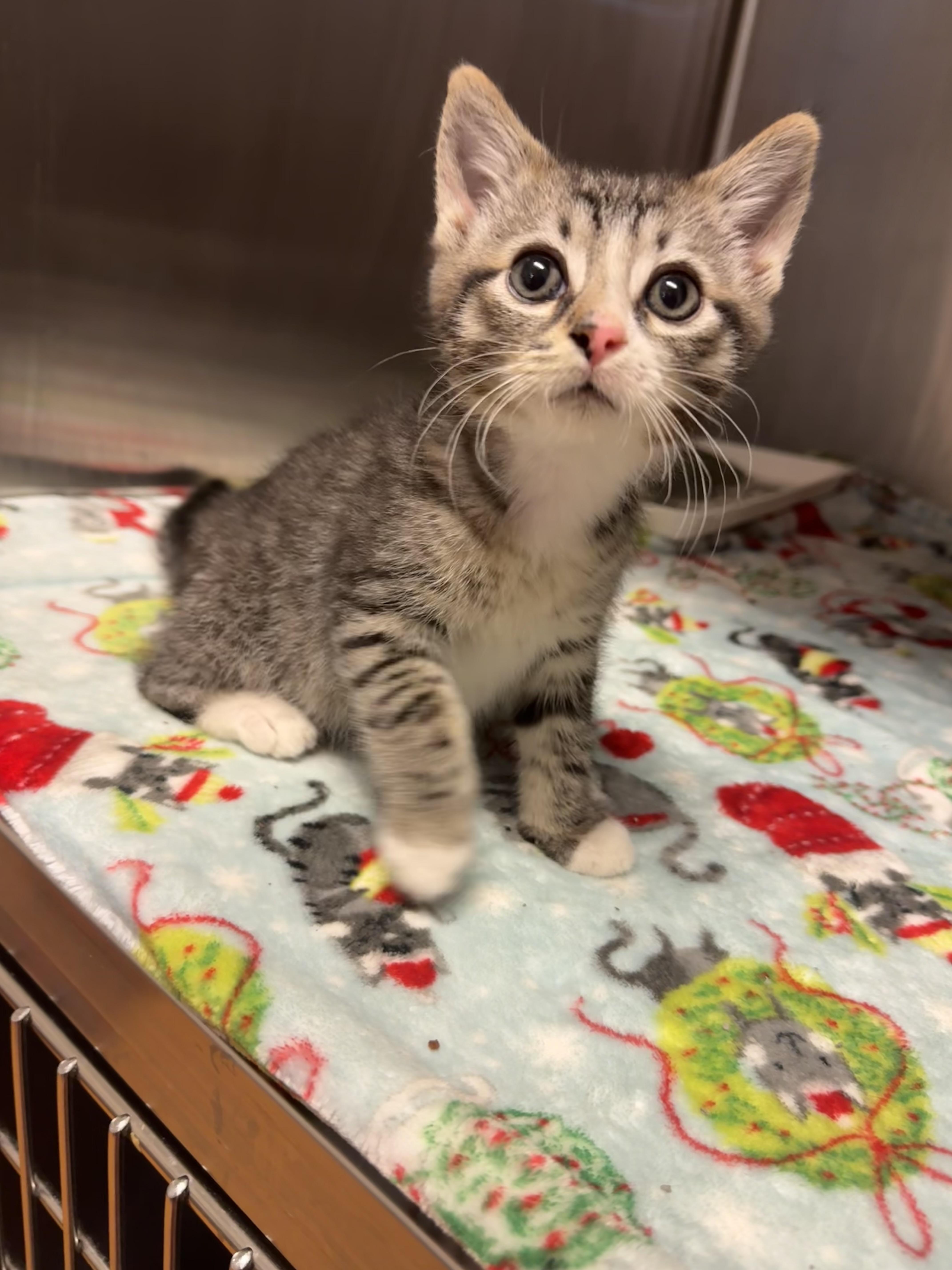 Nemo, adopted, Kitten Male Domestic Short Hair.
