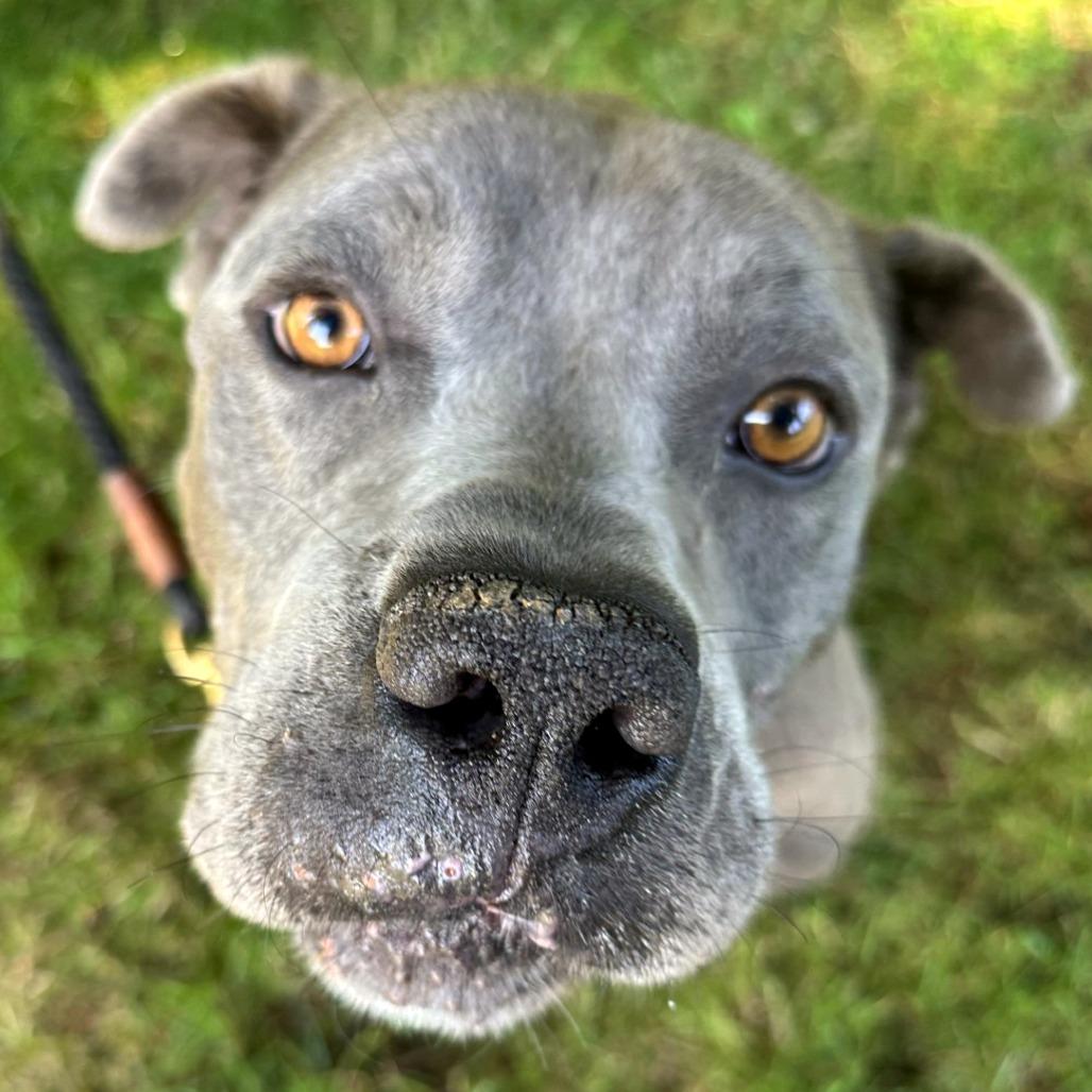 Enlarge Benicio, a Adoptable mixed breed in Woodinville, WA image 1/5
