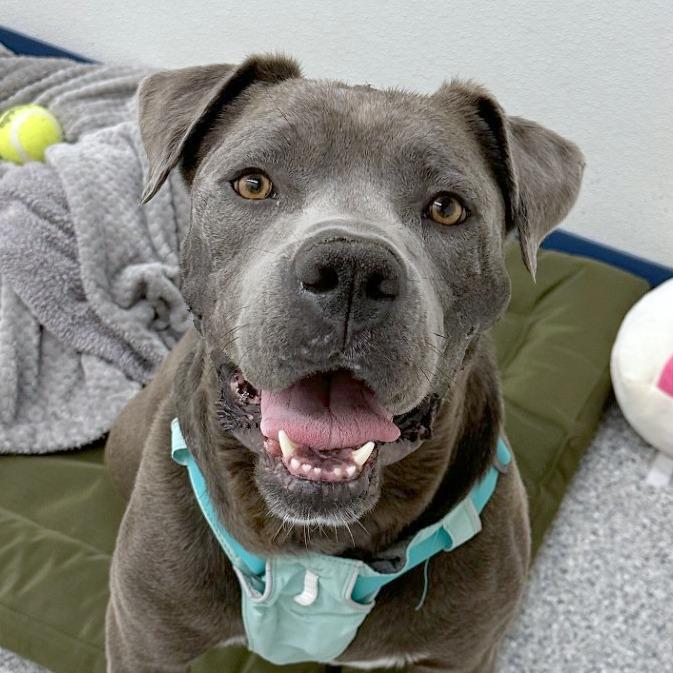 Enlarge Benicio, a Adoptable mixed breed in Woodinville, WA image 2/5