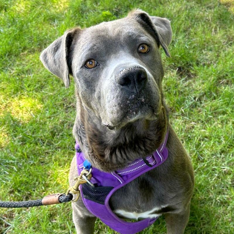 Enlarge Benicio, a Adoptable mixed breed in Woodinville, WA image 3/5