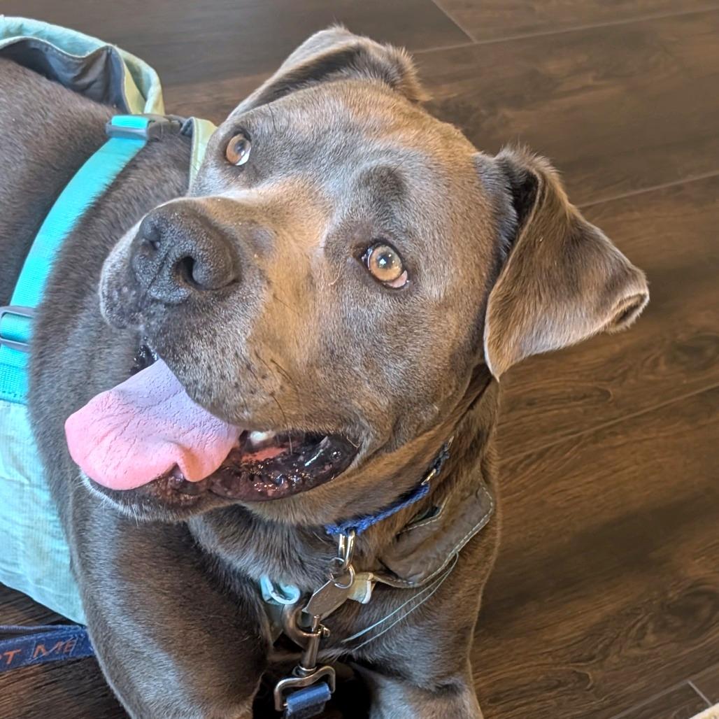 Enlarge Benicio, a Adoptable mixed breed in Woodinville, WA image 4/5