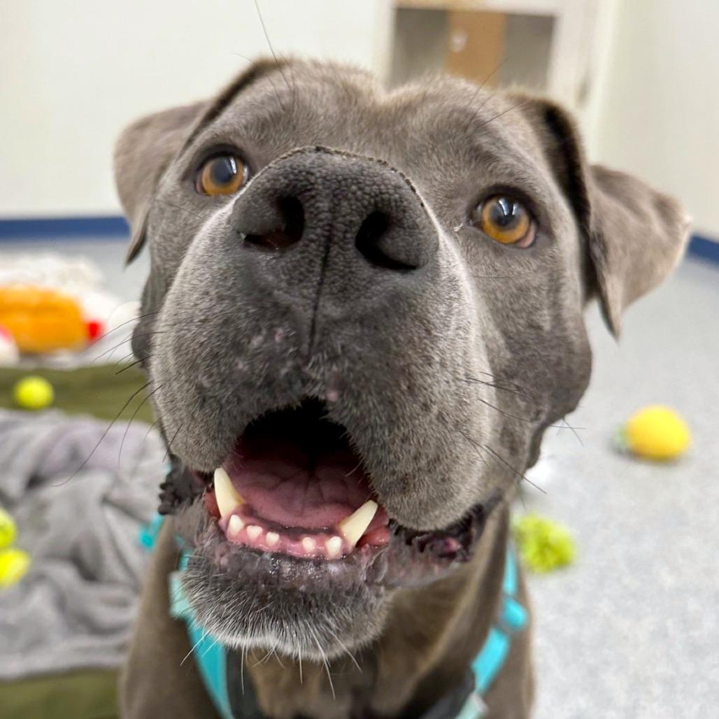 Enlarge Benicio, a Adoptable mixed breed in Woodinville, WA image 5/5