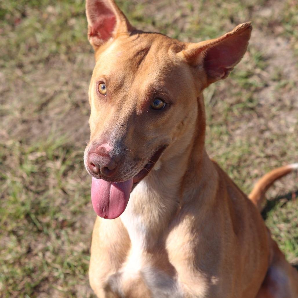 Enlarge Jack, a Adoptable Shepherd in Richmond Hill, GA image 1/3