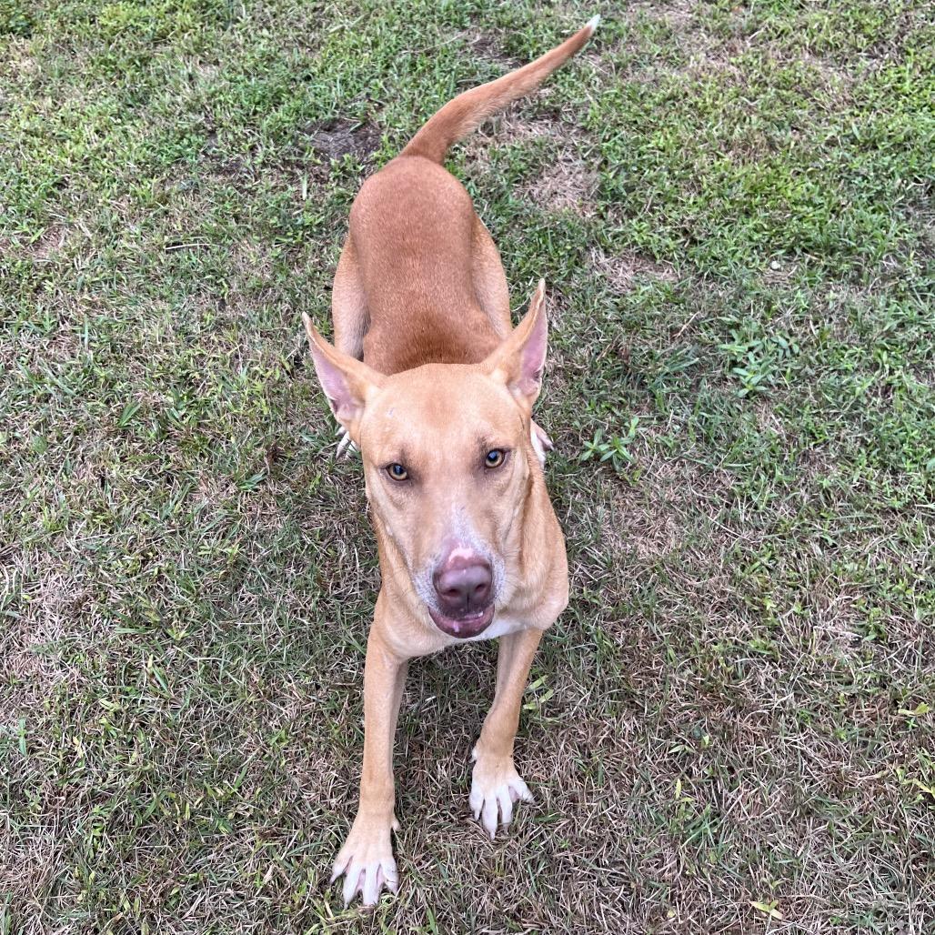 Enlarge Jack, a Adoptable Shepherd in Richmond Hill, GA image 2/3
