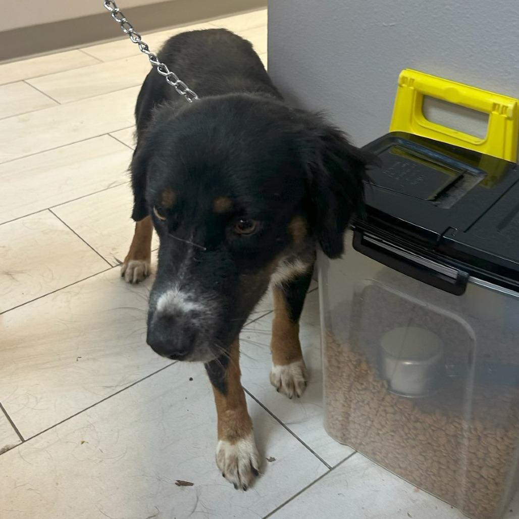 Pickles/Lucy, Adoptable, Adult Female Border Collie.