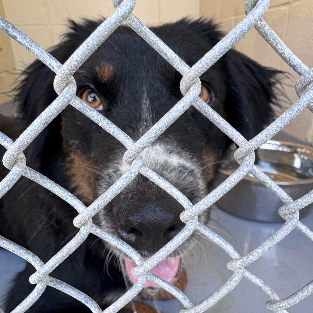 Enlarge Pickles/Lucy, a Adoptable Border Collie in Lufkin, TX image 2/2