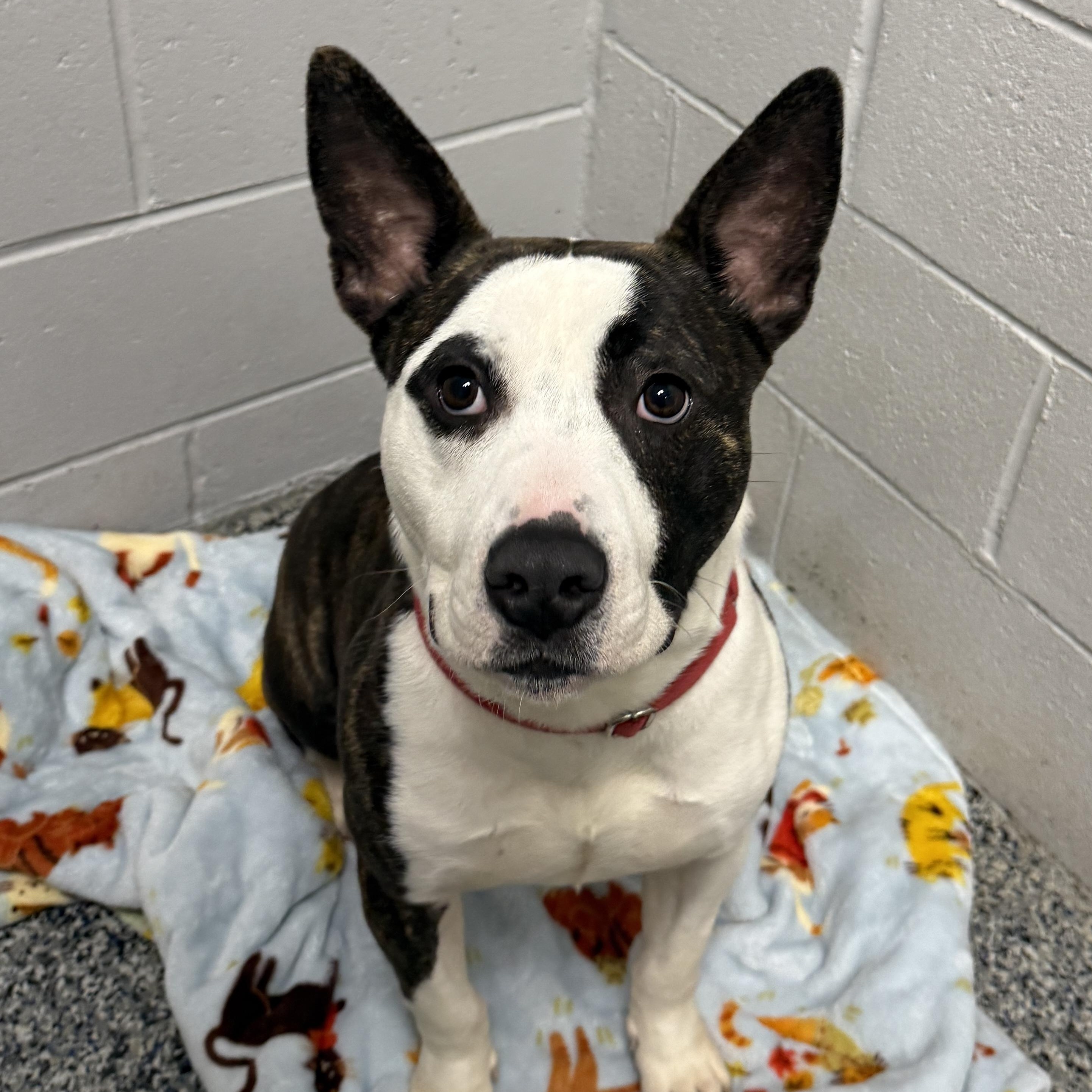 Enlarge SONAR, a Adoptable mixed breed in Cranston, RI image 2/2