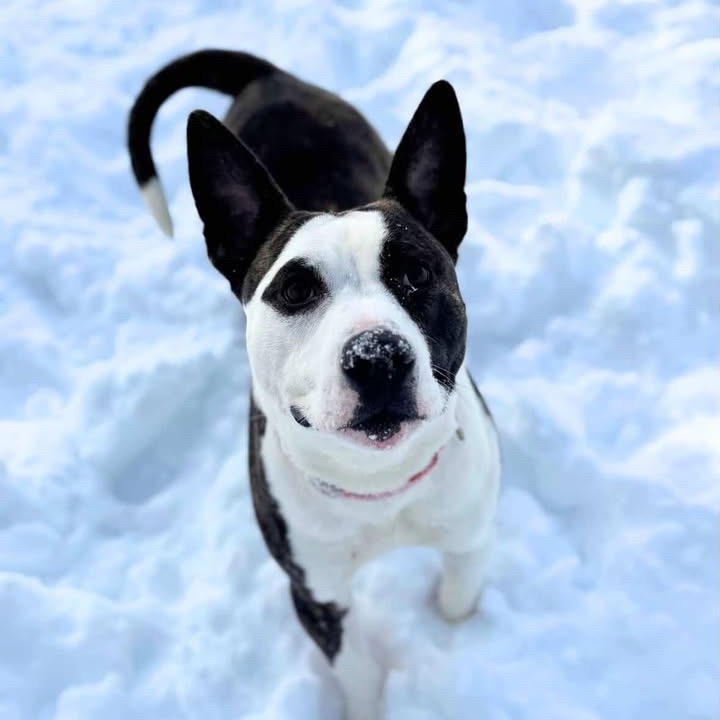 Enlarge SONAR, a Adoptable mixed breed in Cranston, RI image 1/2