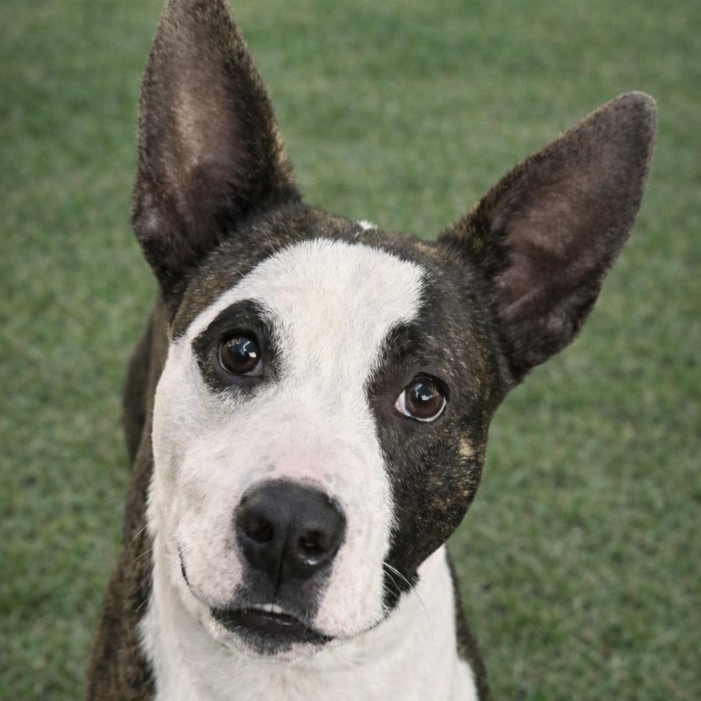 SONAR, Adoptable, Adult Male Pit Bull Terrier.